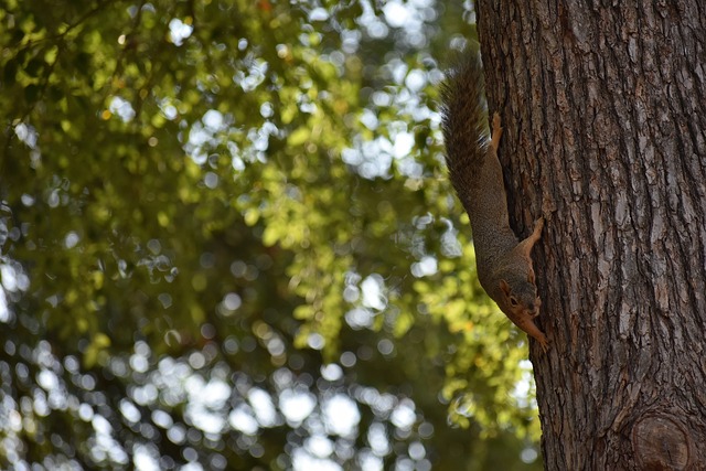 但效果显然 但效果显然